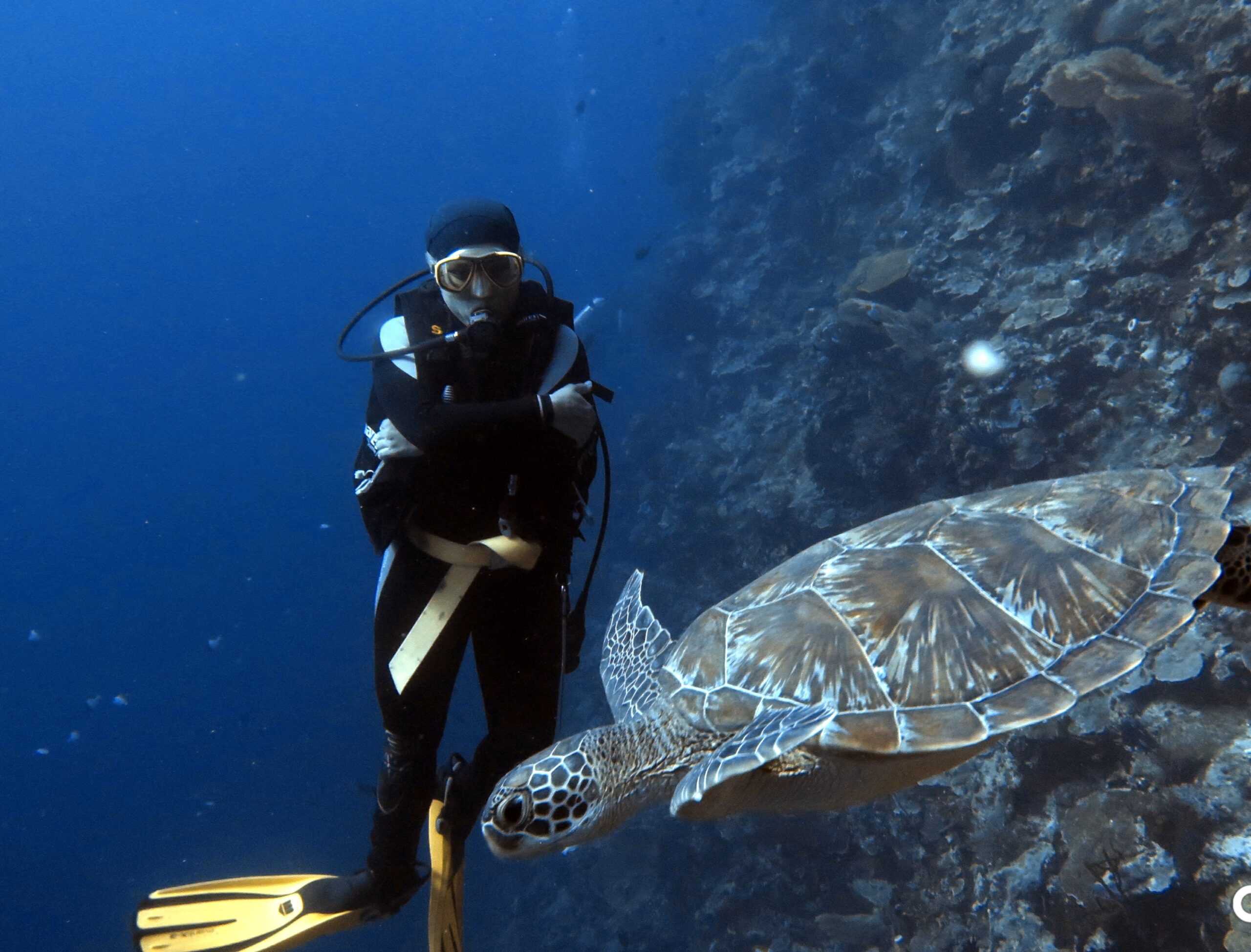 Turtle Dive
